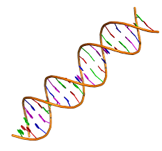 Read more about the article The study of genetics and aHUS