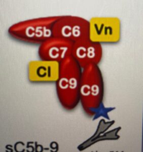 Read more about the article C5 convertase blocked yet some how it is not-what aHUS is that?